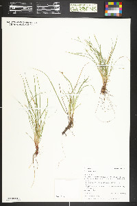 Carex rossii image