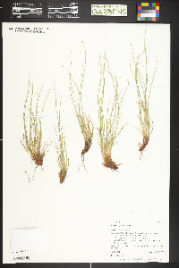 Carex pityophila image