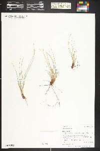 Carex pityophila image