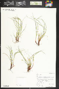 Carex rossii image