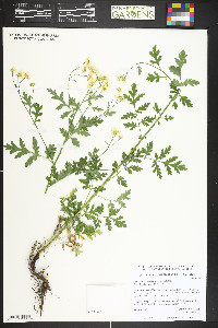Tanacetum parthenium image