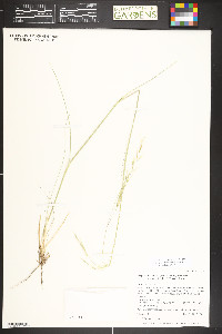 Hesperostipa comata subsp. intermedia image