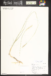Hilaria jamesii image
