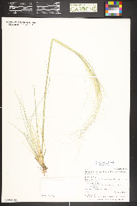 Hesperostipa neomexicana image