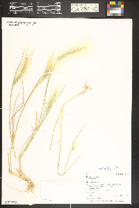 Hordeum jubatum subsp. jubatum image