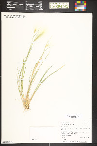Hordeum jubatum subsp. intermedium image