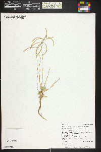 Boechera gracilenta image