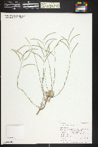 Boechera pallidifolia image