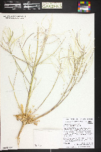 Thelypodiopsis aurea image