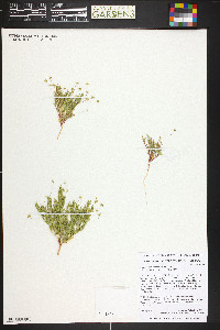 Stenogonum salsuginosum image