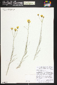 Senecio flaccidus image