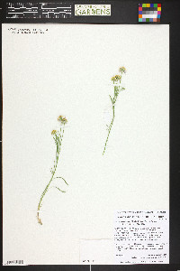 Erigeron concinnus image