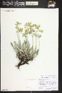 Eriogonum flavum image