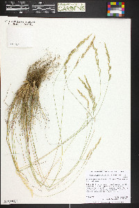 Poa fendleriana subsp. longiligula image