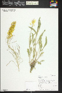 Stanleya pinnata var. pinnata image