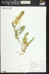 Stanleya albescens image