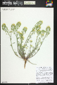 Physaria rectipes image