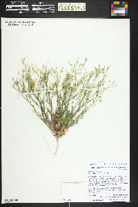 Gilia clokeyi image