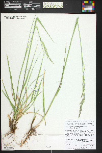 Lolium arundinaceum image