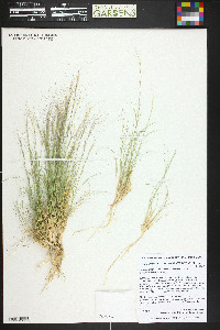 Aristida purpurea var. fendleriana image