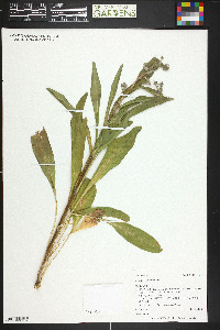 Cynoglossum officinale image