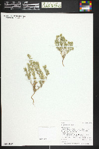 Cryptantha minima image