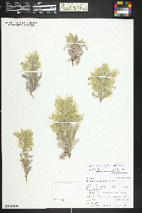 Oreocarya longiflora image