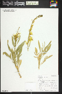 Stanleya pinnata image