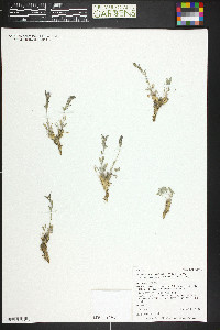 Smelowskia calycina image