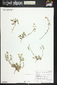 Physaria rectipes image