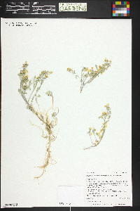 Physaria parviflora image