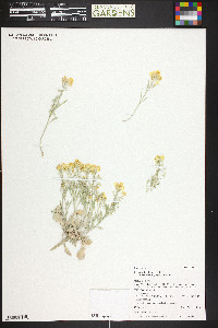 Physaria floribunda var. osterhoutii image