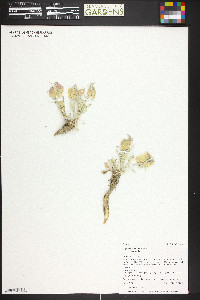 Physaria floribunda var. floribunda image