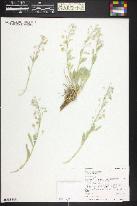 Physaria floribunda var. floribunda image