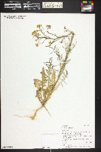 Sisymbrium altissimum image