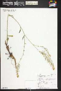 Thelypodium integrifolium image