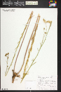 Thelypodium integrifolium subsp. gracilipes image