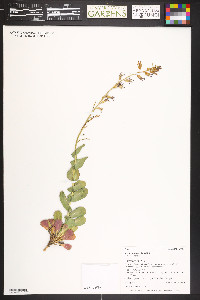 Streptanthus cordatus var. cordatus image