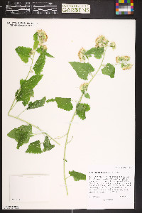 Brickellia grandiflora image