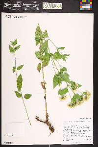 Ageratina herbacea image