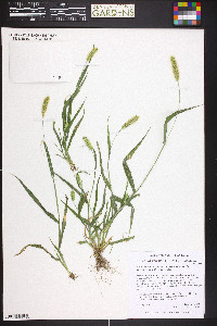 Setaria pumila image