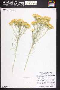 Ericameria nauseosa var. graveolens image