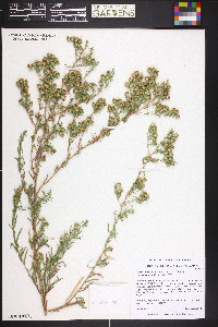 Symphyotrichum falcatum image