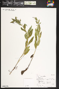 Mertensia franciscana image