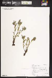 Mertensia brevistyla image