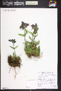 Penstemon whippleanus image