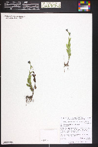 Veronica wormskjoldii image