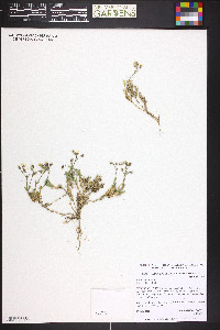 Cerastium arvense image