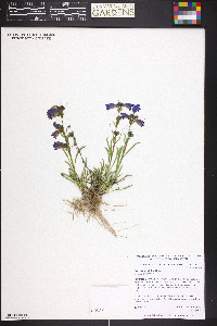 Penstemon hallii image