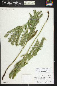 Lithospermum occidentale image